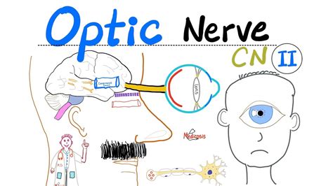 Neuroanatomy, Cranial Nerve 2 (Optic)